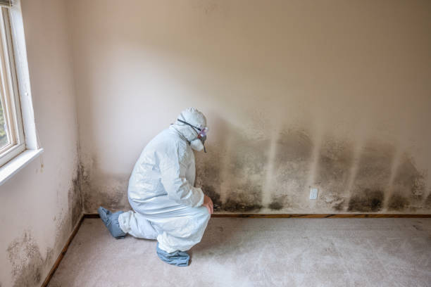Best Mold Removal and Inspection  in West Conshohocken, PA